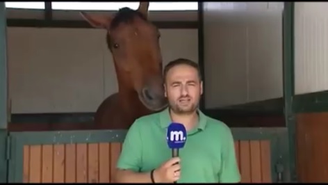 馬とリポーター