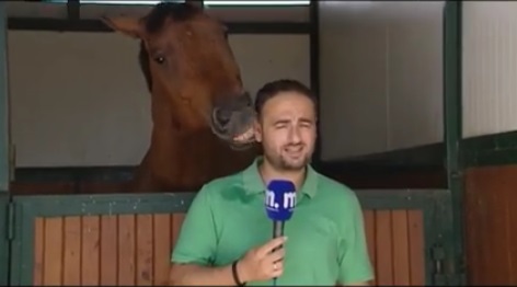 馬とリポーター