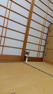 障子ネコ