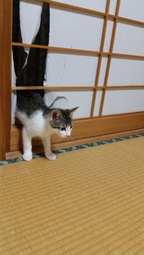 障子ねこ