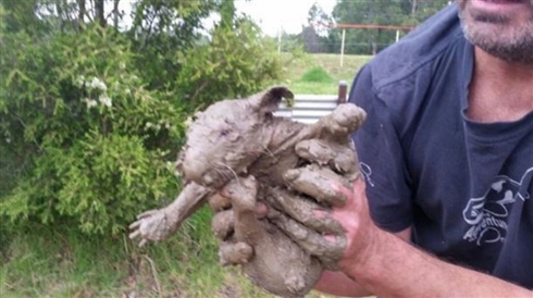 母ウォンバットのポケットから奇跡的に助かった赤ちゃんウォンバット