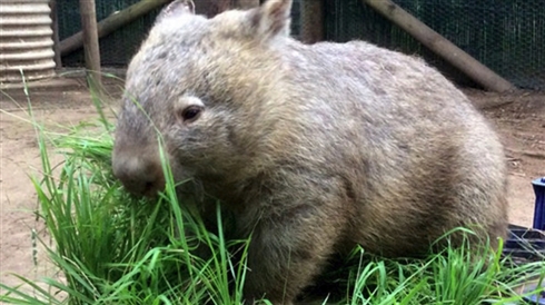 母ウォンバットのポケットから奇跡的に助かった赤ちゃんウォンバット