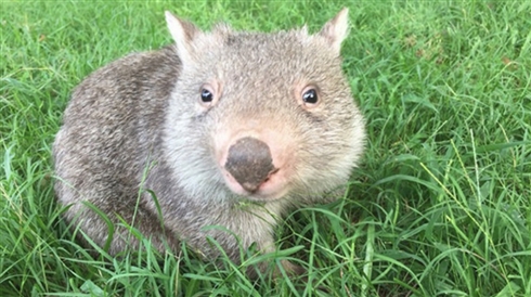 母ウォンバットのポケットから奇跡的に助かった赤ちゃんウォンバット