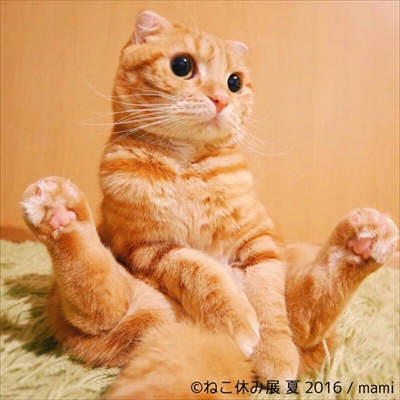 ねこ休み展　夏　2016