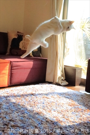 ねこ休み展　夏　2016