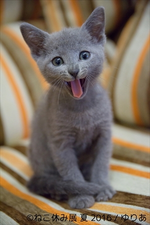ねこ休み展　夏　2016