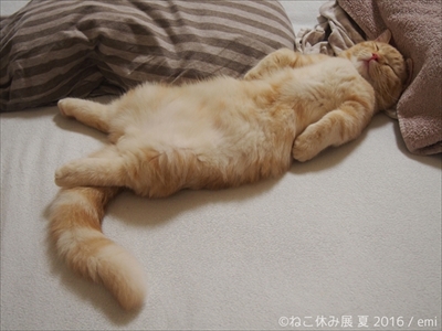 ねこ休み展　夏　2016