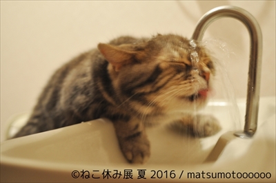 ねこ休み展　夏　2016