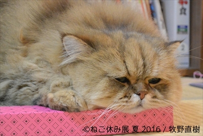 ねこ休み展　夏　2016
