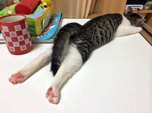 ねとらぼ生物部編集長