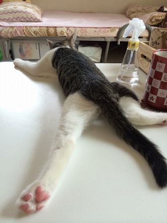 ねとらぼ生物部編集長