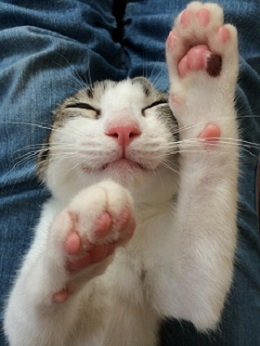 ねとらぼ生物部編集長