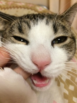 ねとらぼ生物部編集長