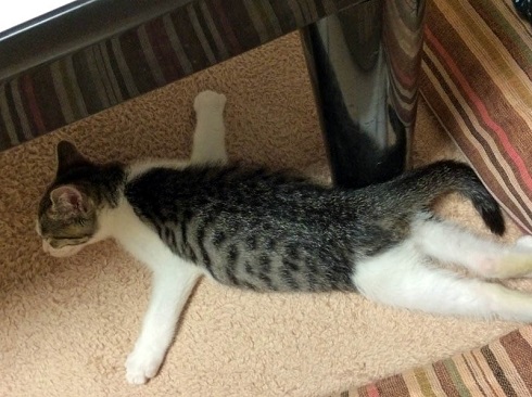 ねとらぼ生物部編集長