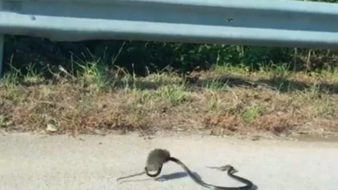 母ネズミ 子ネズミ ヘビ