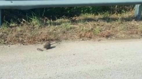 母ネズミ 子ネズミ ヘビ