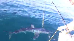 でーでんでーでん