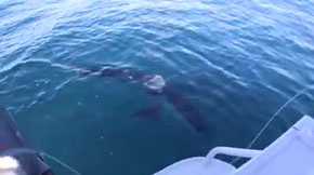 でっでっでっでっでっでっでっで