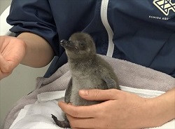 すみだ水族館　マゼランペンギン赤ちゃん