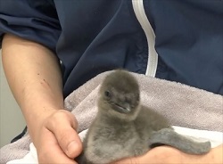 すみだ水族館　マゼランペンギン赤ちゃん
