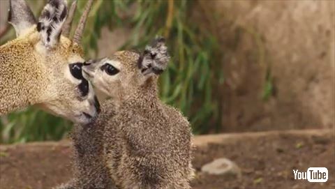 クリップスプリンガー