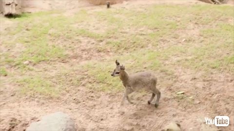 クリップスプリンガー