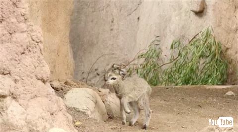 クリップスプリンガー