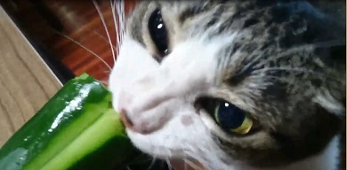 猫キュウリ