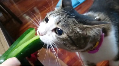 猫キュウリ