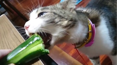 猫キュウリ
