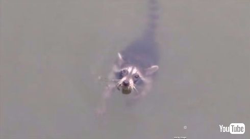 アライグマ 救助 ボート