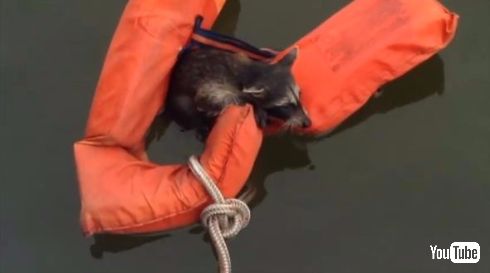 アライグマ 救助 ボート