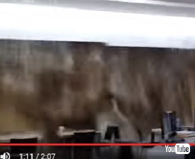 韓国延世大学で圧倒的雨漏り