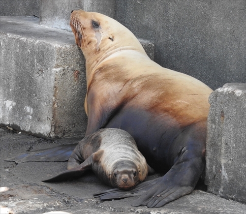 おたる水族館　トドの赤ちゃん