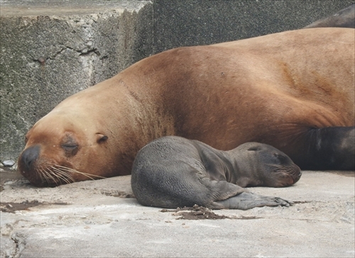 おたる水族館　トドの赤ちゃん