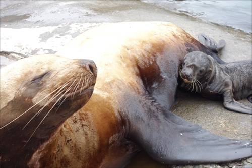 おたる水族館　トドの赤ちゃん