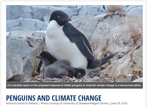 南極大陸のアデリーペンギンが2099年には60パーセント減少