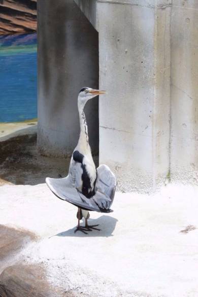 直立不動のアオサギ