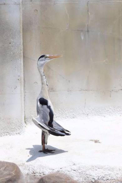 直立不動のアオサギ