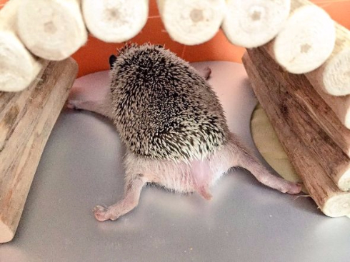 ハリネズミ ひんやりアルミシート ぺたん