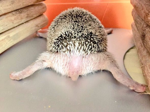 ハリネズミ ひんやりアルミシート ぺたん