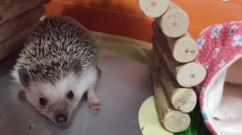 ハリネズミ ひんやりアルミシート ぺたん