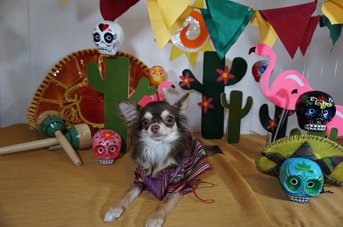 ねとらぼ生物部編集長