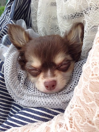 ねとらぼ生物部編集長