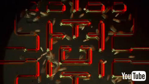 顕微鏡パックマン