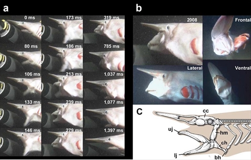 悪魔のサメミツクリザメ
