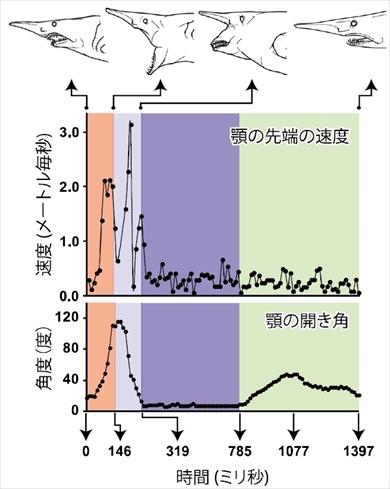 悪魔のサメミツクリザメ