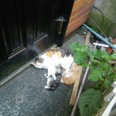 ふんばり親子猫　三毛猫 親子で三色そろいぶみ！ 三毛猫ママの血を受け継ぐ子猫たち