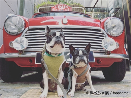 鼻ぺちゃ展