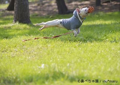 鼻ぺちゃ展